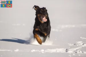 Lire la suite à propos de l’article Berger d’Auvergne éleveurs et chiots en Bourgogne-Franche-Comté