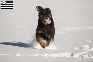 Lire la suite à propos de l’article Berger d’Auvergne éleveurs et chiots en Bretagne