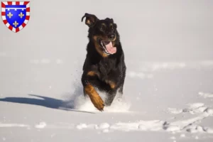 Lire la suite à propos de l’article Berger d’Auvergne éleveurs et chiots en Centre-Val de Loire