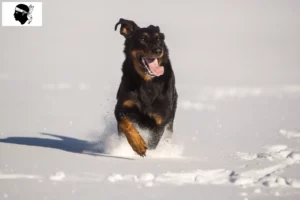 Lire la suite à propos de l’article Berger d’Auvergne éleveurs et chiots en Corse