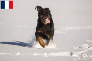 Lire la suite à propos de l’article Berger d’Auvergne éleveurs et chiots en France