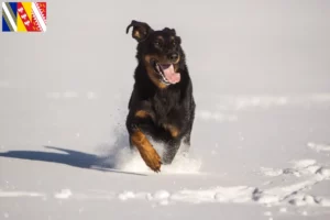 Lire la suite à propos de l’article Berger d’Auvergne Éleveurs et chiots en Grand Est