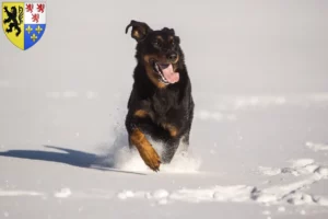 Lire la suite à propos de l’article Berger d’Auvergne éleveurs et chiots en Hauts-de-France