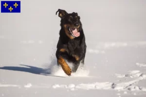 Lire la suite à propos de l’article Berger d’Auvergne Éleveurs et chiots en Île-de-France