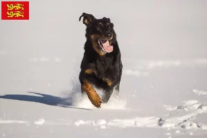 Lire la suite à propos de l’article Berger d’Auvergne éleveurs et chiots en Normandie