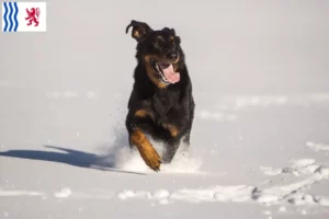 Lire la suite à propos de l’article Berger d’Auvergne éleveurs et chiots en Nouvelle-Aquitaine