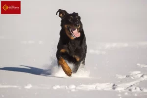 Lire la suite à propos de l’article Berger d’Auvergne éleveurs et chiots en Occitanie