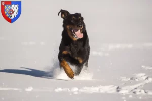 Lire la suite à propos de l’article Berger d’Auvergne Éleveurs et chiots en Pays de la Loire