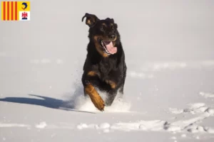 Lire la suite à propos de l’article Berger d’Auvergne éleveurs et chiots en Provence-Alpes-Côte d’Azur