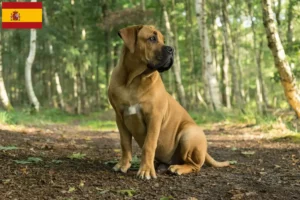 Lire la suite à propos de l’article Boerboel éleveurs et chiots en Espagne