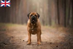 Lire la suite à propos de l’article Boerboel éleveurs et chiots au Royaume-Uni