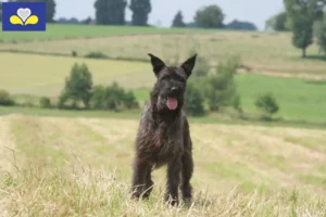 Lire la suite à propos de l’article Bouvier des Ardennes éleveurs et chiots en région de Bruxelles-Capitale