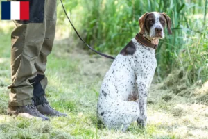 Lire la suite à propos de l’article Braque français type Gascogne Éleveurs et chiots en Martinique