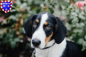 Lire la suite à propos de l’article Éleveurs Drever et chiots en Centre-Val de Loire