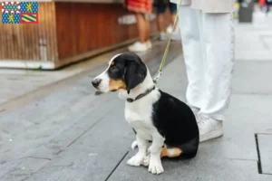 Lire la suite à propos de l’article Éleveurs Drever et chiots en Bourgogne-Franche-Comté