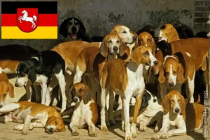 Lire la suite à propos de l’article Grand Anglo-Français éleveurs et chiots en Basse-Saxe