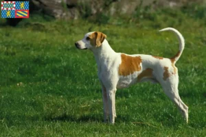 Lire la suite à propos de l’article Grand Anglo-Français éleveurs et chiots en Bourgogne-Franche-Comté