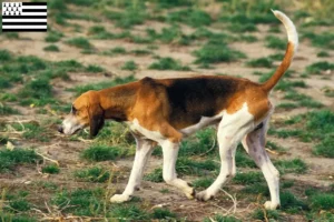 Lire la suite à propos de l’article Grand Anglo-Français éleveurs et chiots en Bretagne