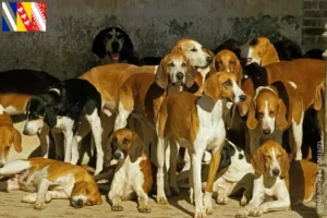 Lire la suite à propos de l’article Grand Anglo-Français éleveurs et chiots en Grand Est