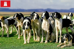 Lire la suite à propos de l’article Grand Anglo-Français éleveurs et chiots à Hambourg