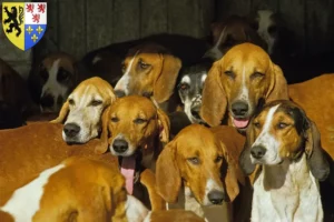 Lire la suite à propos de l’article Grand Anglo-Français éleveurs et chiots en Hauts-de-France