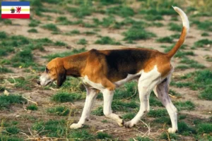 Lire la suite à propos de l’article Grand Anglo-Français éleveurs et chiots dans le Mecklembourg-Poméranie occidentale