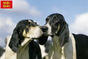 Lire la suite à propos de l’article Grand Anglo-Français éleveurs et chiots en Normandie