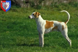 Lire la suite à propos de l’article Grand Anglo-Français éleveurs et chiots en Pays de la Loire