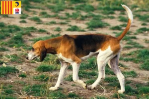 Lire la suite à propos de l’article Grand Anglo-Français éleveurs et chiots en Provence-Alpes-Côte d’Azur