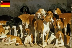 Lire la suite à propos de l’article Grand Anglo-Français éleveurs et chiots en Rhénanie-Palatinat