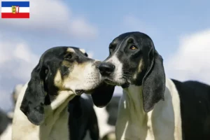 Lire la suite à propos de l’article Grand Anglo-Français éleveurs et chiots dans le Schleswig-Holstein