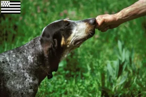 Lire la suite à propos de l’article Grand Bleu de Gascogne Éleveurs et chiots en Bretagne