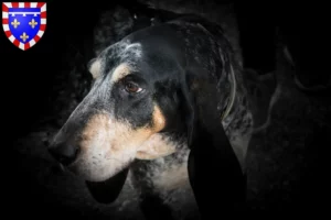 Lire la suite à propos de l’article Grand Bleu de Gascogne Éleveurs et chiots en Centre-Val de Loire