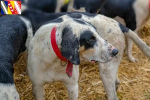 Lire la suite à propos de l’article Grand Bleu de Gascogne Éleveurs et chiots en Grand Est