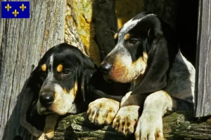 Lire la suite à propos de l’article Grand Bleu de Gascogne Éleveurs et chiots en Île-de-France