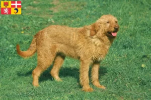 Lire la suite à propos de l’article Griffon Fauve de Bretagne Éleveurs et chiots en Auvergne-Rhône-Alpes