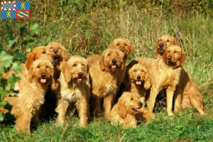 Lire la suite à propos de l’article Griffon Fauve de Bretagne Éleveurs et chiots en Bourgogne-Franche-Comté