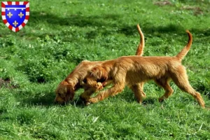 Lire la suite à propos de l’article Griffon Fauve de Bretagne Éleveurs et chiots en Centre-Val de Loire