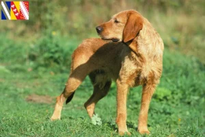 Lire la suite à propos de l’article Griffon Fauve de Bretagne Éleveurs et chiots en Grand Est