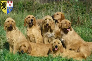 Lire la suite à propos de l’article Griffon Fauve de Bretagne Éleveurs et chiots en Hauts-de-France