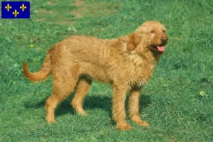 Lire la suite à propos de l’article Griffon Fauve de Bretagne Éleveurs et chiots en Île-de-France