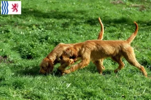 Lire la suite à propos de l’article Griffon Fauve de Bretagne Éleveurs et chiots en Nouvelle-Aquitaine