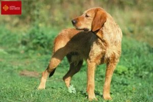 Lire la suite à propos de l’article Griffon Fauve de Bretagne éleveurs et chiots en Occitanie