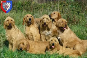 Lire la suite à propos de l’article Griffon Fauve de Bretagne Éleveurs et chiots en Pays de la Loire