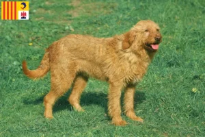 Lire la suite à propos de l’article Griffon Fauve de Bretagne éleveurs et chiots en Provence-Alpes-Côte d’Azur