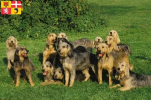 Lire la suite à propos de l’article Griffon Nivernais éleveurs et chiots en Auvergne-Rhône-Alpes