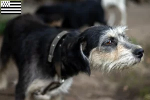 Lire la suite à propos de l’article Griffon Nivernais éleveurs et chiots en Bretagne