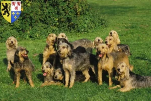 Lire la suite à propos de l’article Griffon Nivernais éleveurs et chiots en Hauts-de-France