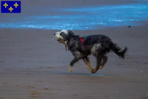 Lire la suite à propos de l’article Griffon Nivernais éleveurs et chiots en Île-de-France