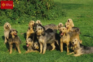 Lire la suite à propos de l’article Griffon Nivernais éleveurs et chiots en Occitanie